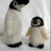 penguin and chick