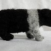 Saddleback pig