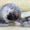 snail