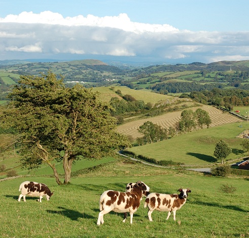 Llety Mawr