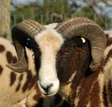 Jacob Ram