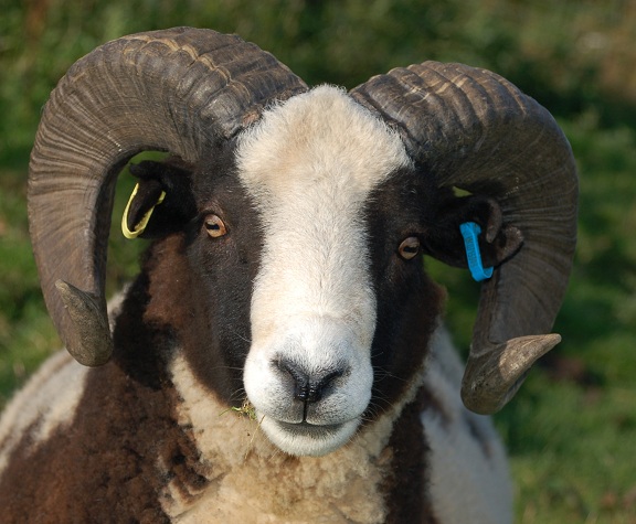 Jacob Ram - Llety Mawr Samson