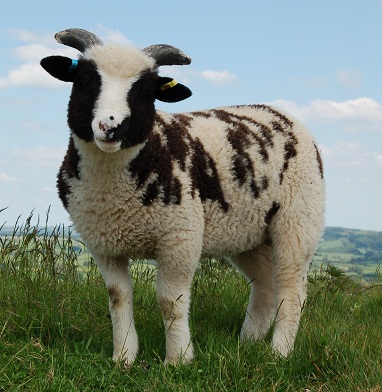 Jacob Ram Lamb