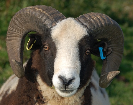Llety Mawr Samson